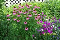 Coneflowers 11.jpg