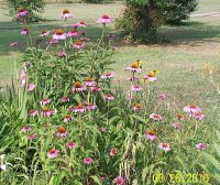 Coneflowers 12.jpg