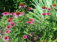 Coneflowers 13.jpg