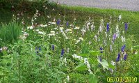 Flower Bed mixed 2.jpg