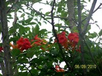 Trumpet Vine 2.jpg