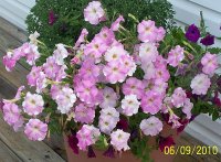 Petunias pk 1.jpg