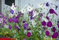 Petunias mixwd 1.jpg