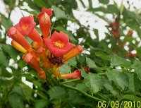 Trumpet Vine 3.jpg