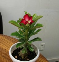 adenium.jpg