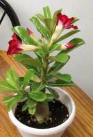 desert rose #1.jpg