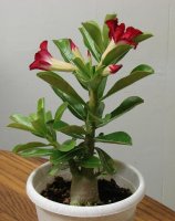 desert rose #3.jpg