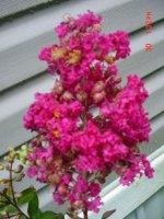 Flowers -10 005.JPG