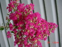 Flowers -10 006.JPG