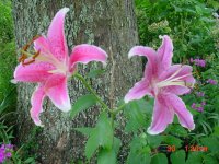 Flowers -10 001.JPG