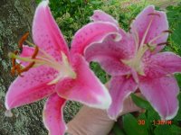Flowers -10 002.JPG