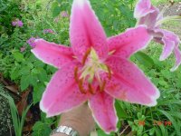 Flowers -10 004.JPG