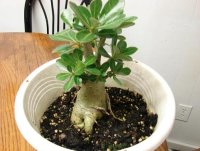 desert rose trunk 005+.jpg