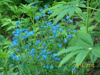 Blue flower.jpg