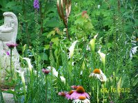Calla Lilies  1.jpg