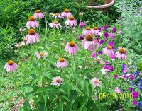 Coneflowers 11.jpg