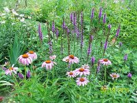 Coneflowers 13.jpg