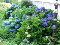 Hydrangea blue 2.jpg