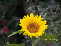 Sunflower 1.jpg