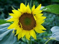 Sunflower 2.jpg