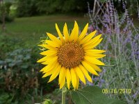 Sunflower 3.jpg