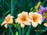 Lily 32.jpg