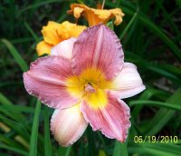 Lily 33.jpg