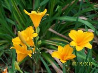 Lily 37.jpg