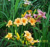 Lilies orange 1.jpg