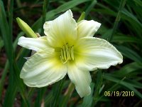 Lily 38.jpg