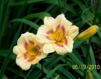 lily 39.jpg