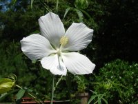 white texas star.jpg
