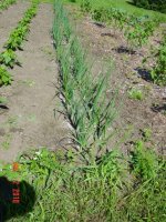 onions7-2.jpg