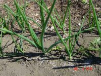 onions2-7-2.jpg