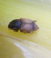 bugs 001.JPG