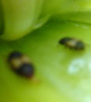 bugs 002.jpg
