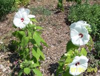 Hibiscus wht 2.jpg