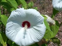 Hibiscus wht 4.jpg