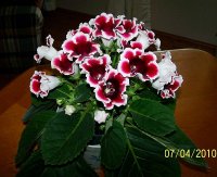 Gloxinia 2.jpg