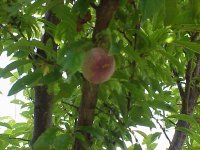 mysteryplum.jpg