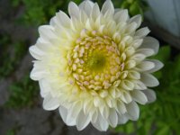 all pictures 428.jpg