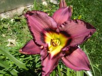 all pictures 339.jpg