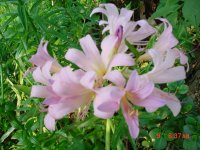 Flowers -10 001.JPG