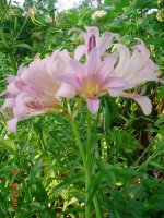 Flowers -10 003.JPG