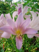 Flowers -10 004.JPG