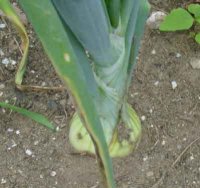 Onions-7-13.jpg