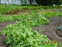 Pumpkins-blown-1.jpg