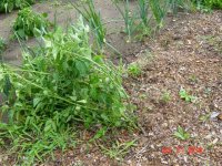 Tomatoe-blown.jpg