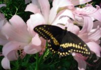 Flowers -10 001.JPG