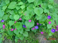 Flowers -10 005.JPG